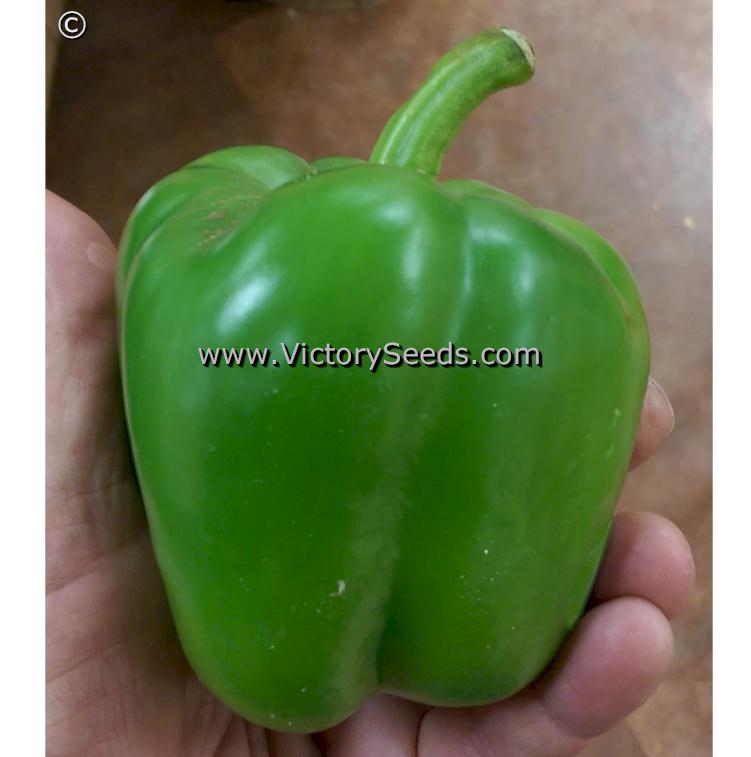 California Wonder (Bell) Pepper - Victory Seeds® – Victory Seed